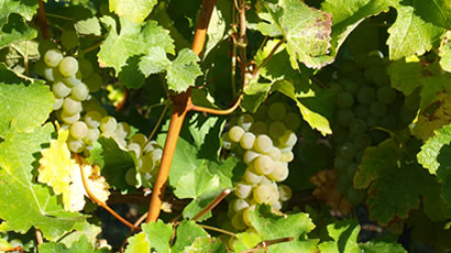 Bubbly Sauvignon Blanc Grapes Used By Vicarage Lane Wines In Blenheim Marlborough NZ