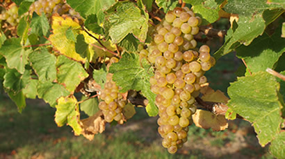 Chardonnay Grapes Used By Vicarage Lane Wines In Blenheim Marlborough NZ