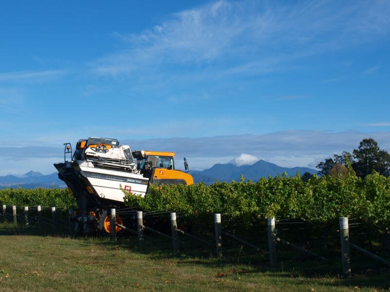 Harvest Time At Vicarage Lane Wines In Blenheim Marlborough NZ