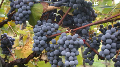 Pinot Noir Grapes Used By Vicarage Lane Wines In Blenheim Marlborough NZ