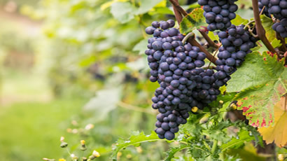 Pinot Noir Rose Grapes Used By Vicarage Lane Wines In Blenheim Marlborough NZ