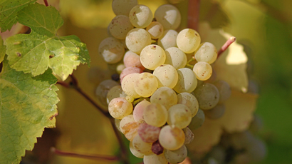 Riesling Grapes Used By Vicarage Lane Wines In Blenheim Marlborough NZ