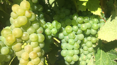Sauvignon Blanc Grapes Used By Vicarage Lane Wines In Blenheim Marlborough NZ