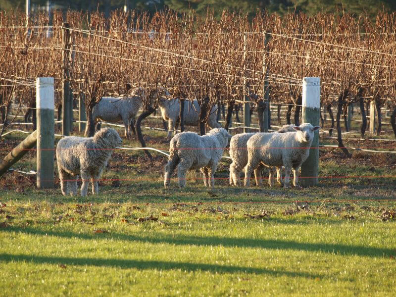 Sheep In A Vineyard At Vicarage Lane Wines In Blenheim Marlborough NZ