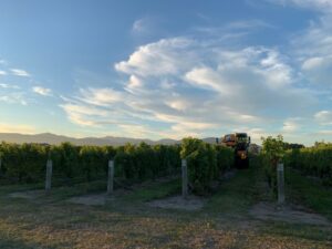 Vicarage Lane's Sauvignon Blanc Harvest.JPG