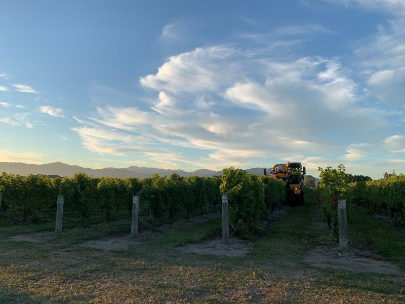 Harvest Time At Vicarage Lane Wines In Blenheim Marlborough NZ